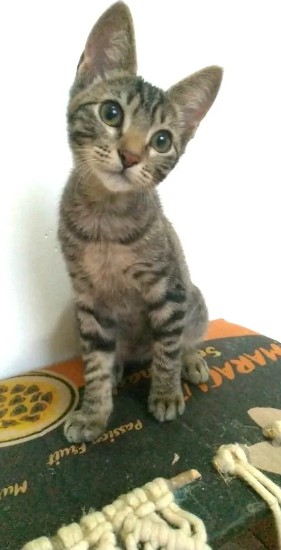 Gato ra a SRD-ViraLata idade 2 a 6 meses nome Yuka