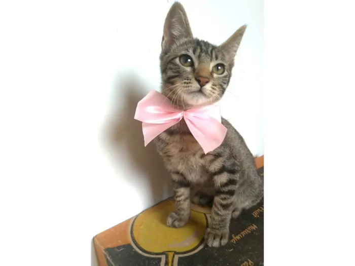Gato ra a SRD-ViraLata idade 2 a 6 meses nome Yuka