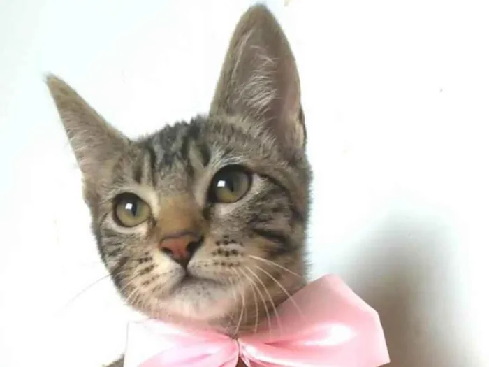 Gato ra a SRD-ViraLata idade 2 a 6 meses nome Yuka