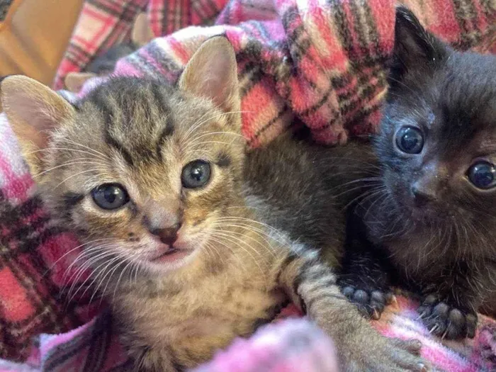 Gato ra a Srd idade Abaixo de 2 meses nome Ambrosia e Petit Gateau