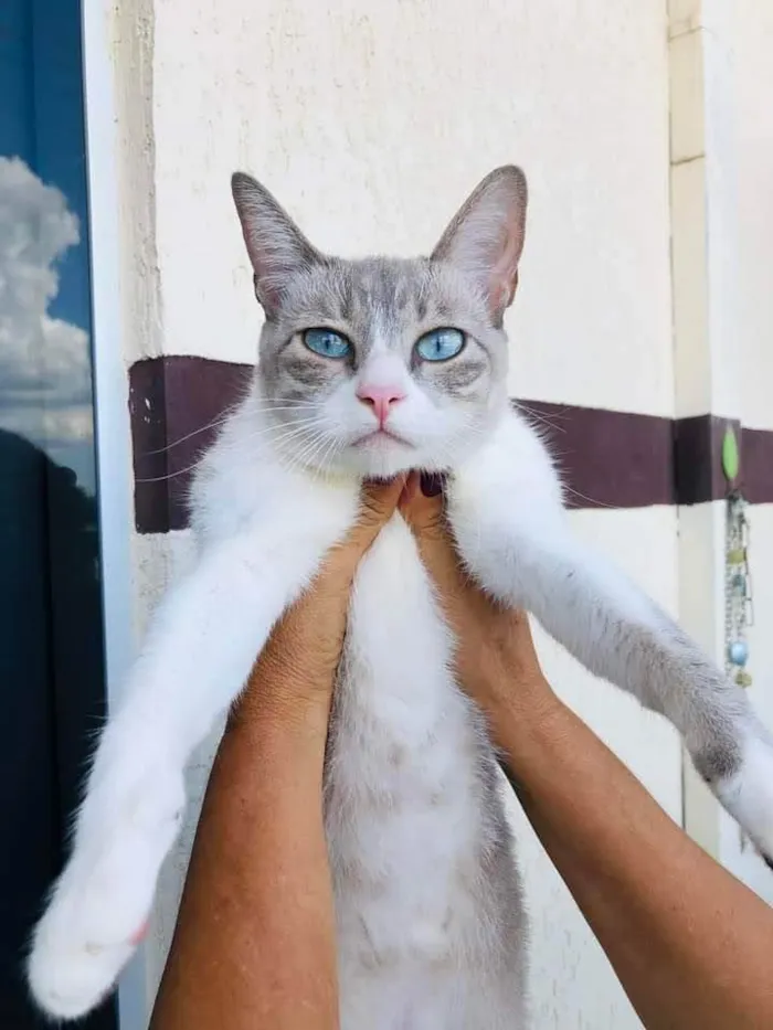 Gato ra a  idade 2 anos nome Sem nome