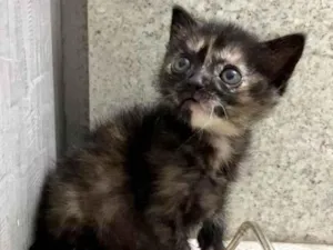 Gato raça Srd idade Abaixo de 2 meses nome Daniela 