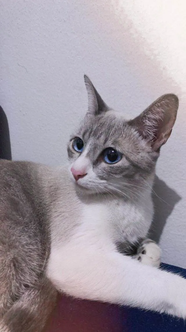 Gato ra a  idade 2 anos nome Sem nome