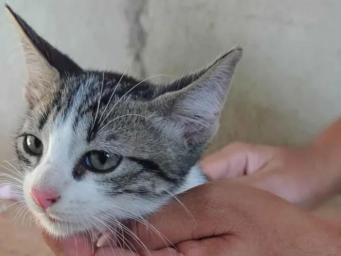 Gato ra a SRD-ViraLata idade 2 a 6 meses nome Não tem 