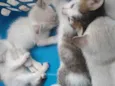 Gatinhos