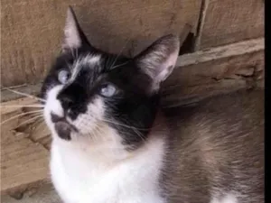 Gato raça SRD-siamesado idade 1 ano nome Félix