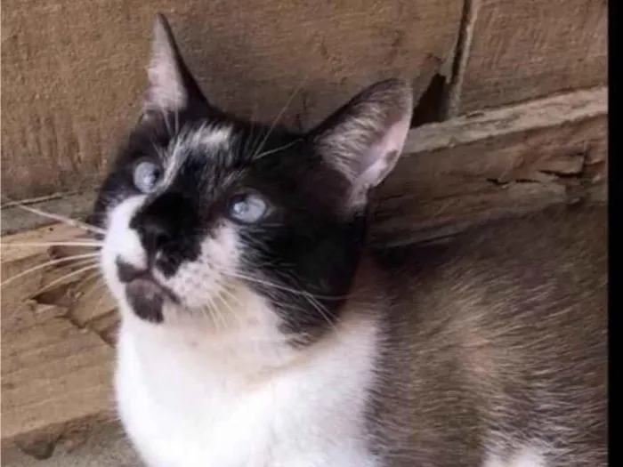 Gato ra a SRD-siamesado idade 1 ano nome Félix