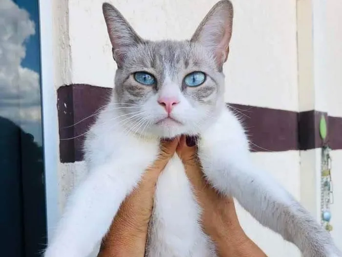 Gato ra a  idade 2 anos nome Sem nome