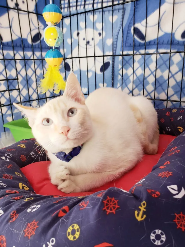 Gato ra a SRD-ViraLata idade 7 a 11 meses nome Pudim