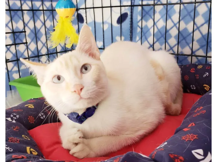 Gato ra a SRD-ViraLata idade 7 a 11 meses nome Pudim