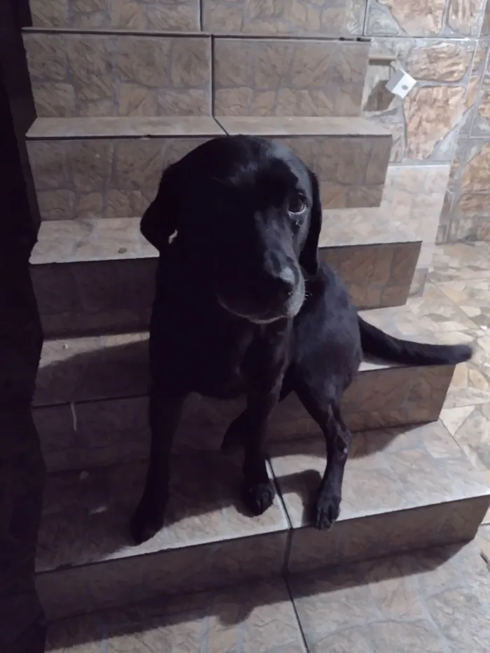 Cachorro ra a Labrador  / raça  idade 3 anos nome Jhow / negão