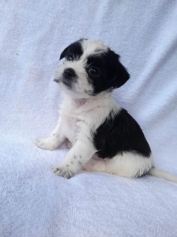Cachorro ra a Shitzu idade 2 a 6 meses nome Amora