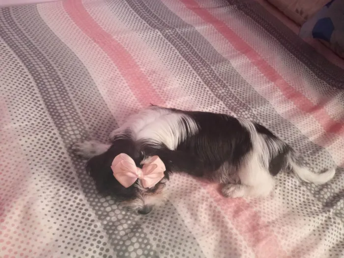Cachorro ra a Shitzu idade 2 a 6 meses nome Amora