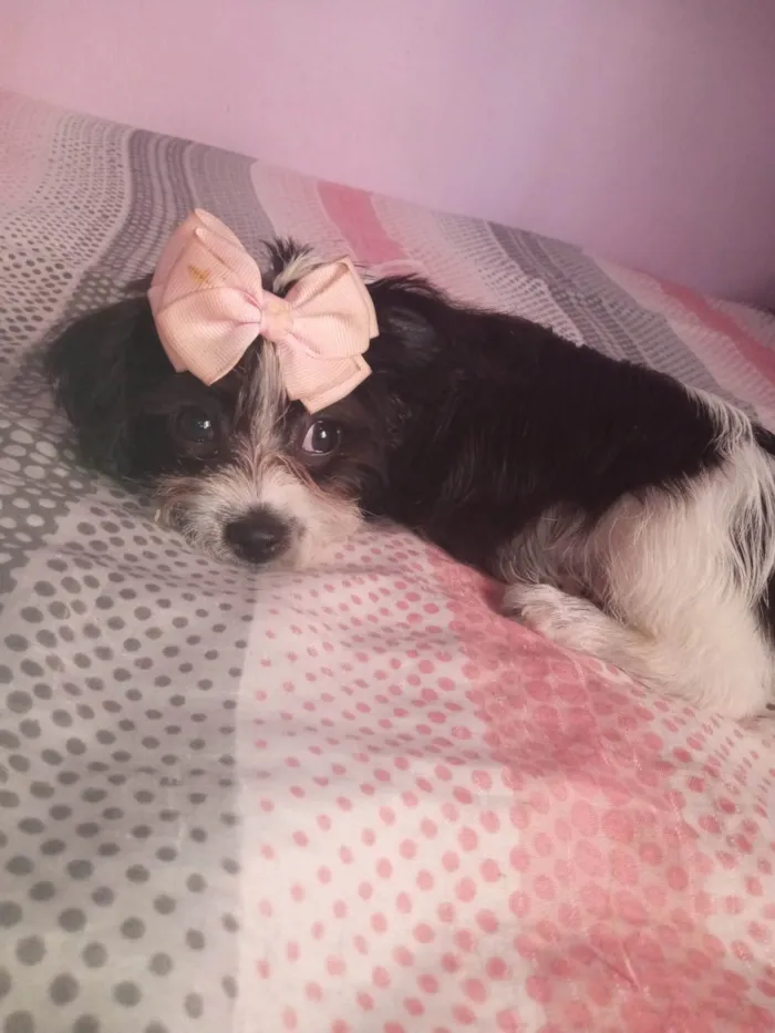 Cachorro ra a Shitzu idade 2 a 6 meses nome Amora