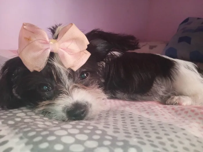 Cachorro ra a Shitzu idade 2 a 6 meses nome Amora