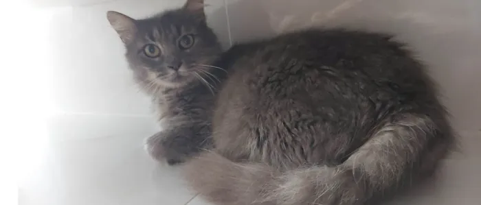 Gato ra a SRD-ViraLata idade 1 ano nome MONNA