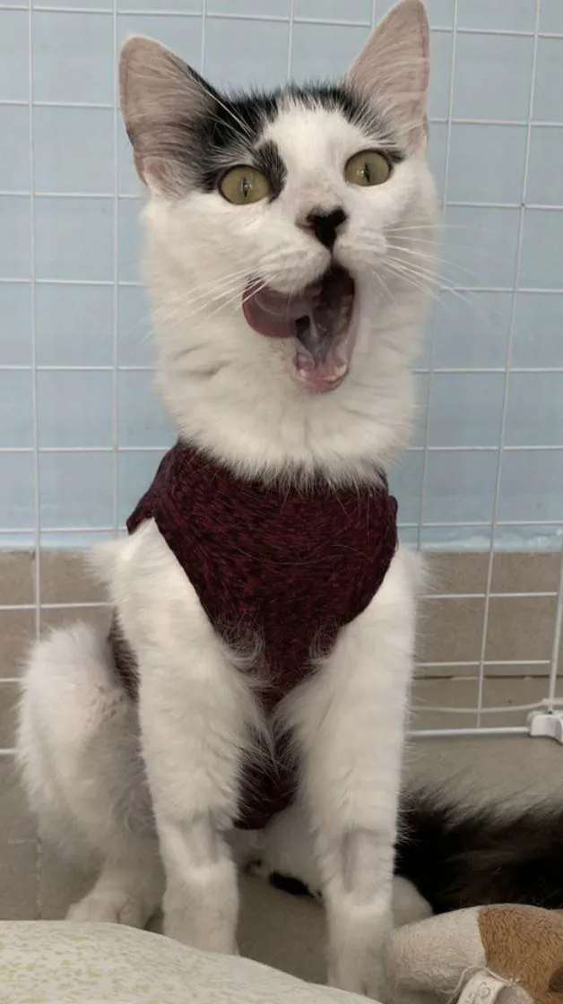 Gato ra a SRD-ViraLata idade 1 ano nome Safira