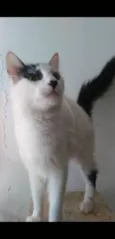 Safira