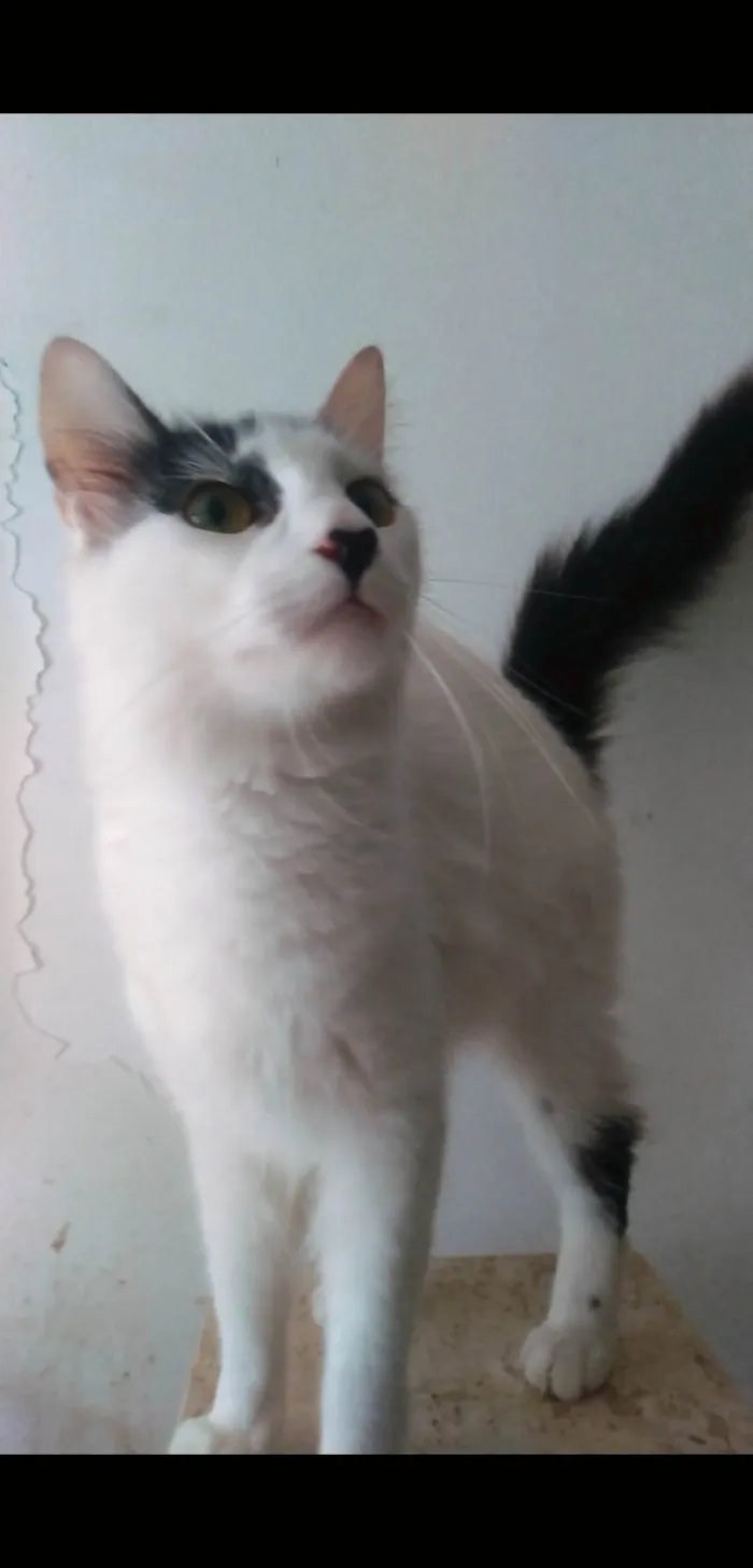 Gato ra a SRD-ViraLata idade 1 ano nome Safira