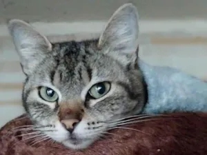 Gato raça SRD-ViraLata idade 1 ano nome BETINA Felv +