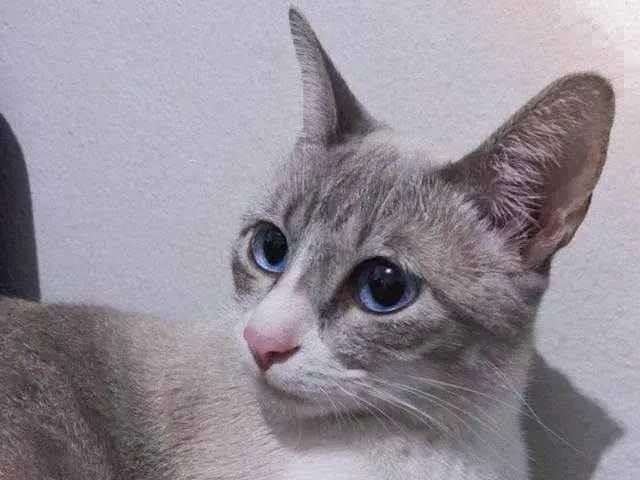 Gato ra a  idade 2 anos nome Sem nome