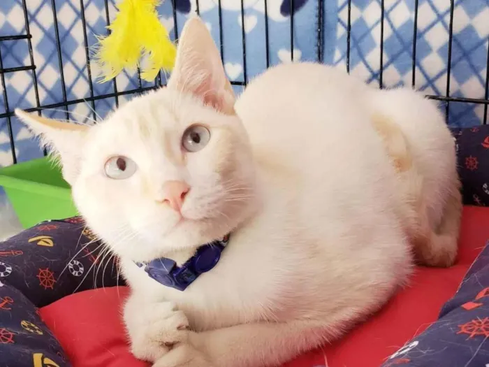 Gato ra a SRD-ViraLata idade 7 a 11 meses nome Pudim