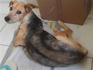 Cachorro raça SRD-ViraLata idade 6 ou mais anos nome Flor Amarela