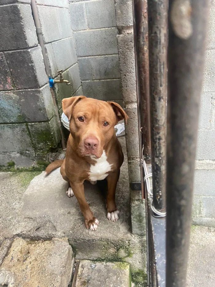 Cachorro ra a Pitbull idade 1 ano nome Naruto