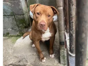 Cachorro raça Pitbull idade 1 ano nome Naruto