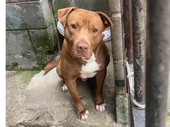 Cachorro ra a Pitbull idade 1 ano nome Naruto