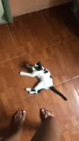 Bela