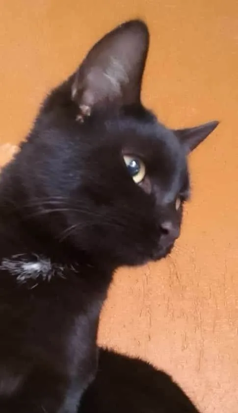 Gato ra a SRD-ViraLata idade 7 a 11 meses nome Tony
