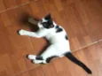 Bela