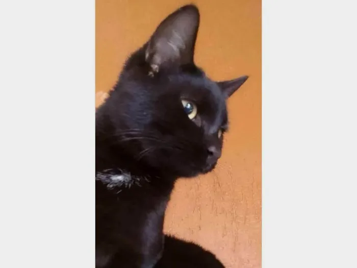 Gato ra a SRD-ViraLata idade 7 a 11 meses nome Tony