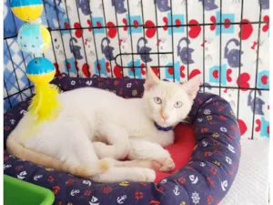 Gato raça SRD-ViraLata idade 7 a 11 meses nome Pudim
