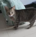 MALÍA