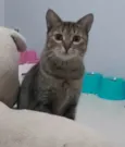 MALÍA