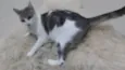 ZOE