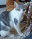 ZOE