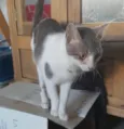 ZOE