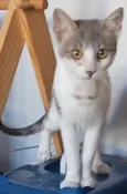 ZOE