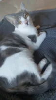 ZOE
