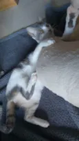 ZOE