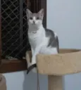 ZOE