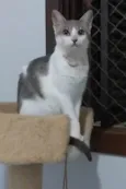 ZOE