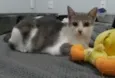 ZOE