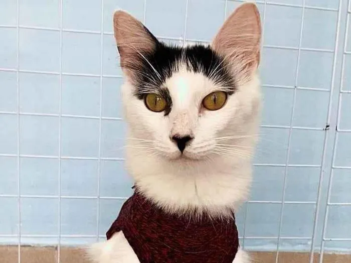Gato ra a SRD-ViraLata idade 1 ano nome Safira