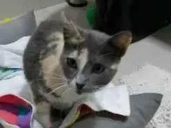 Gato raça SRD-ViraLata idade 1 ano nome CENOURA