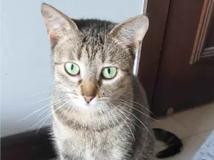Gato raça SRD-ViraLata idade 7 a 11 meses nome MALÍA