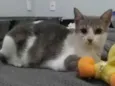 ZOE